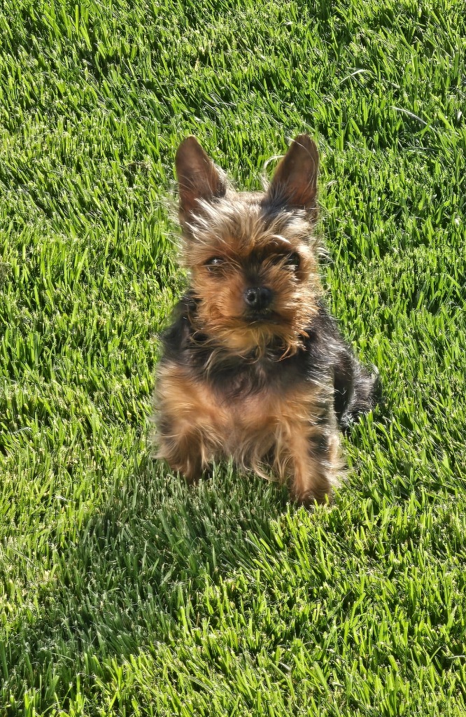 DoggoWalk Puppy